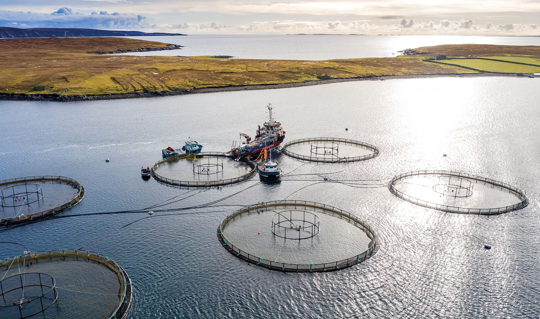 Salmon cages in Shetland